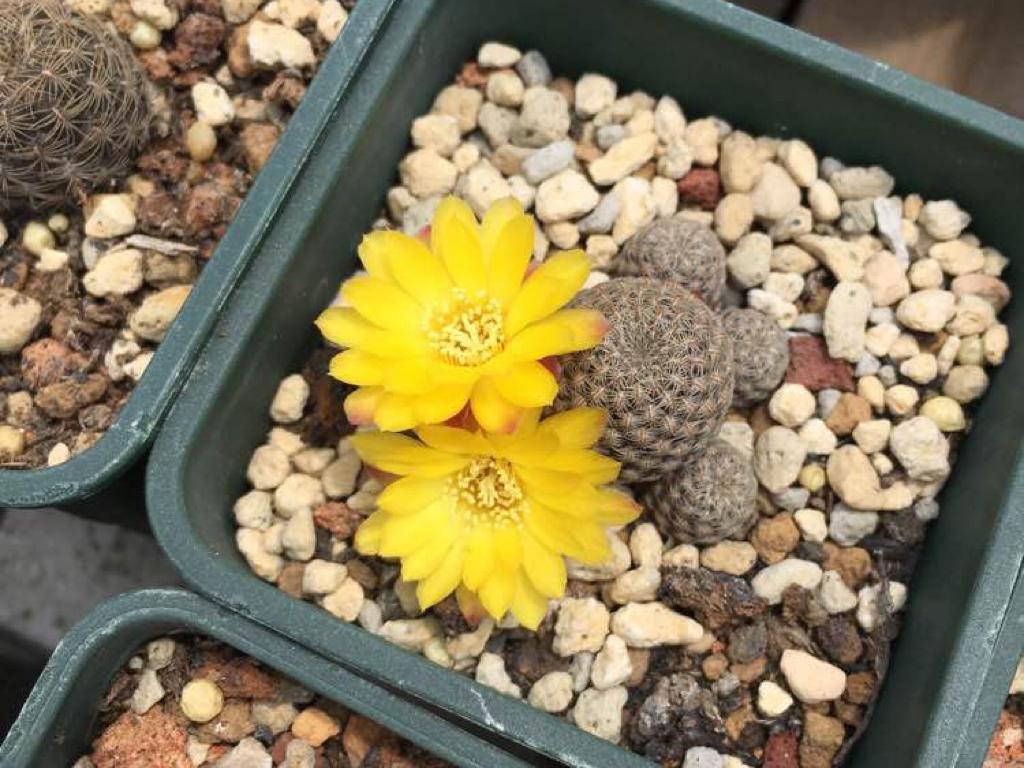 仙人球红宝石开花图,仙人球红彩玉开花