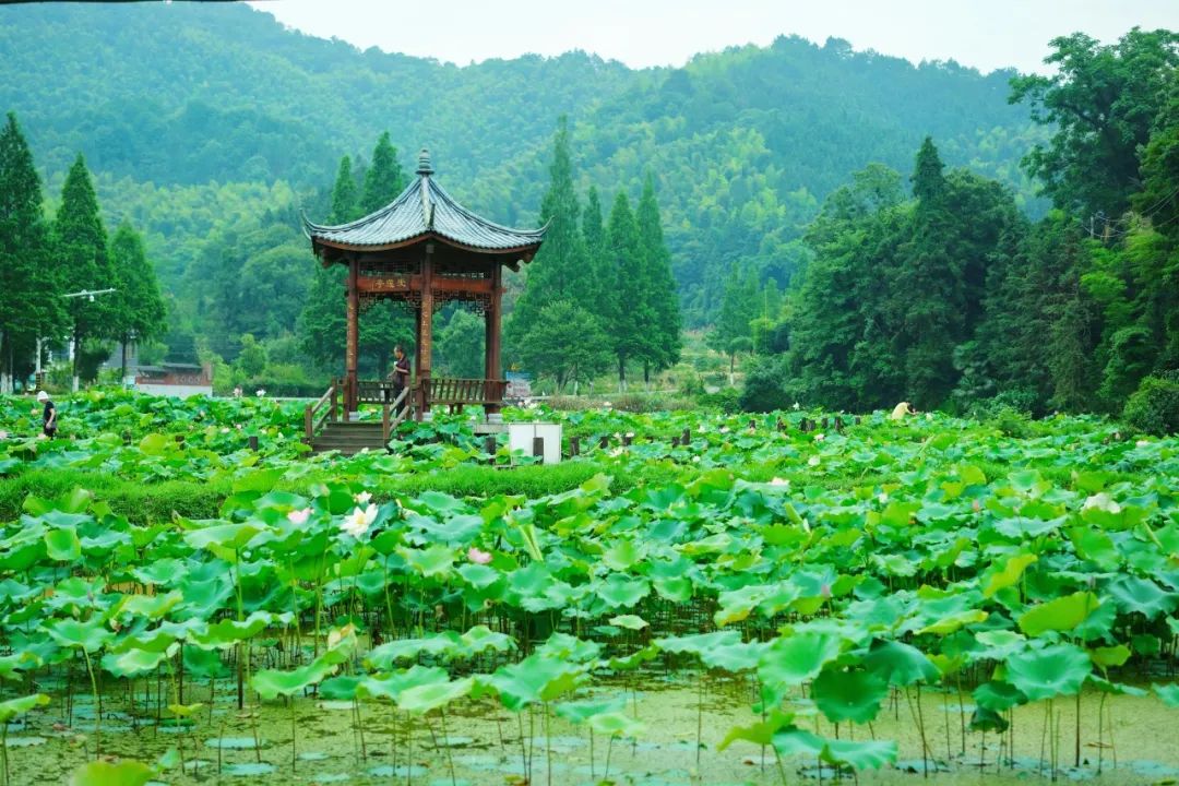 小暑已至！夏日顶流登场，一池荷风，满院莲香，惊艳了整个夏天！
