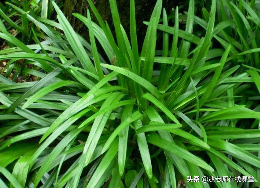 景观园林设计草坪作用,草坪景观设计原则