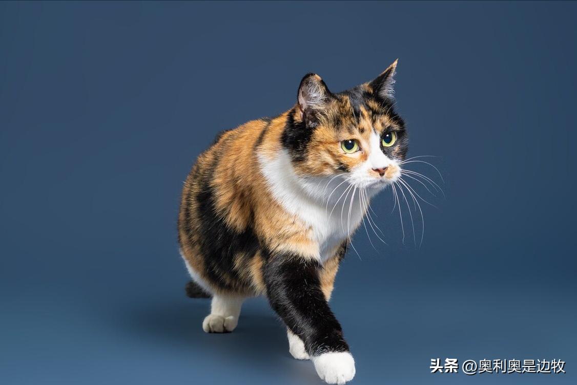 狸花猫是不是最善战的猫咪,狸花猫是战斗力最强的猫吗