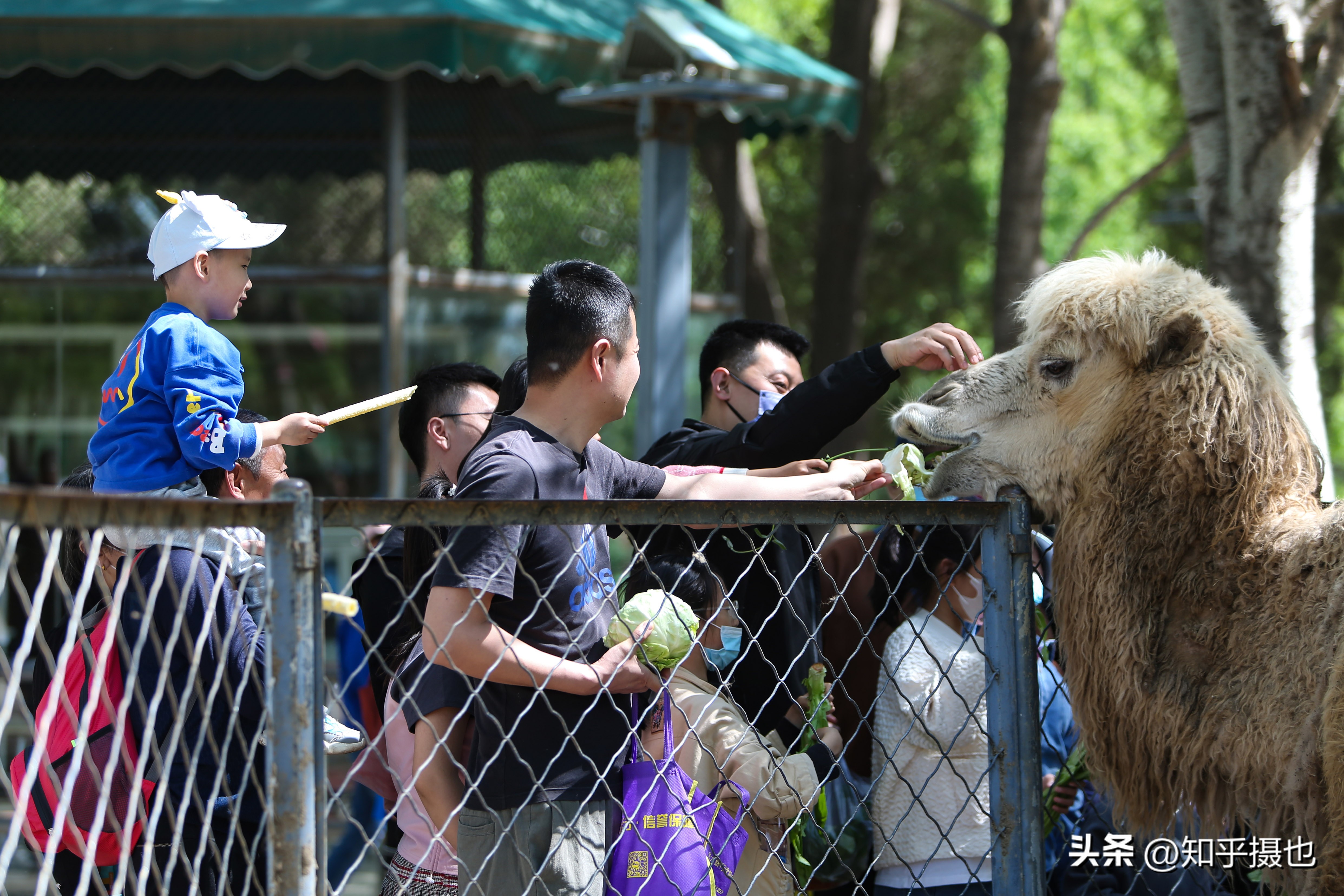 沈阳森林动物园带什么吃的,沈阳森林动物园自带菜
