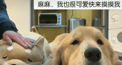 母狗的几个“缺点”，怪不得养过的人想换狗