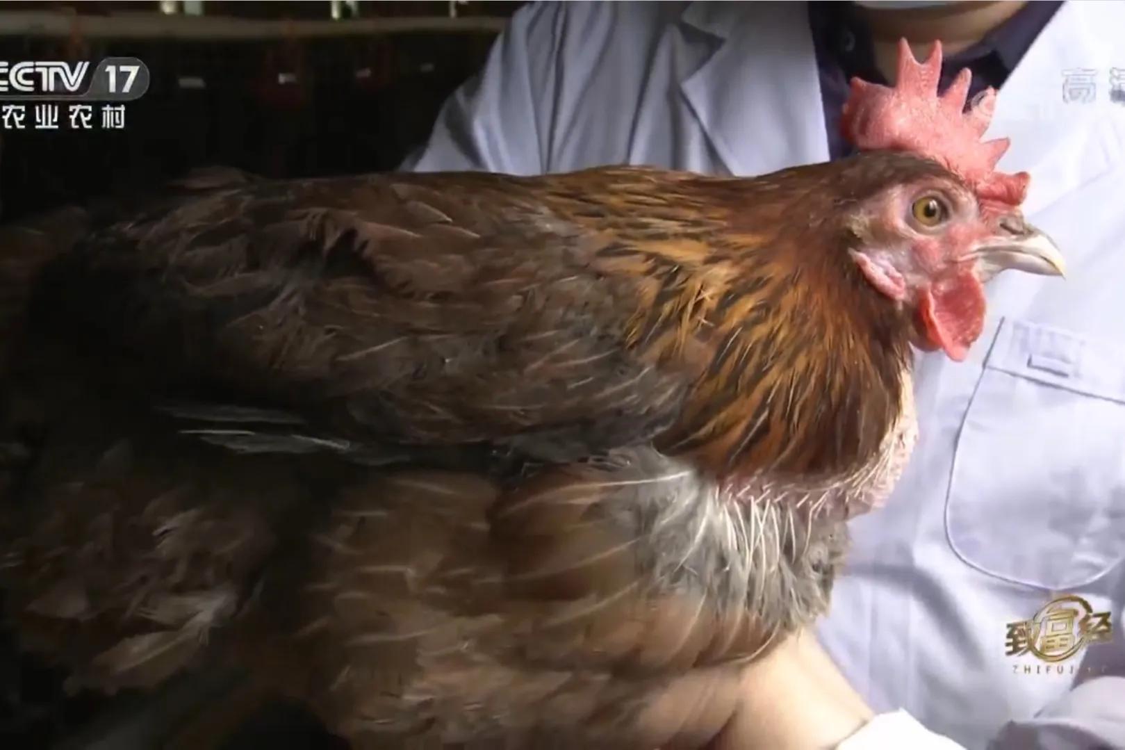 200亩荒山变成聚宝盆,荒山摇身一变成村民聚宝盆