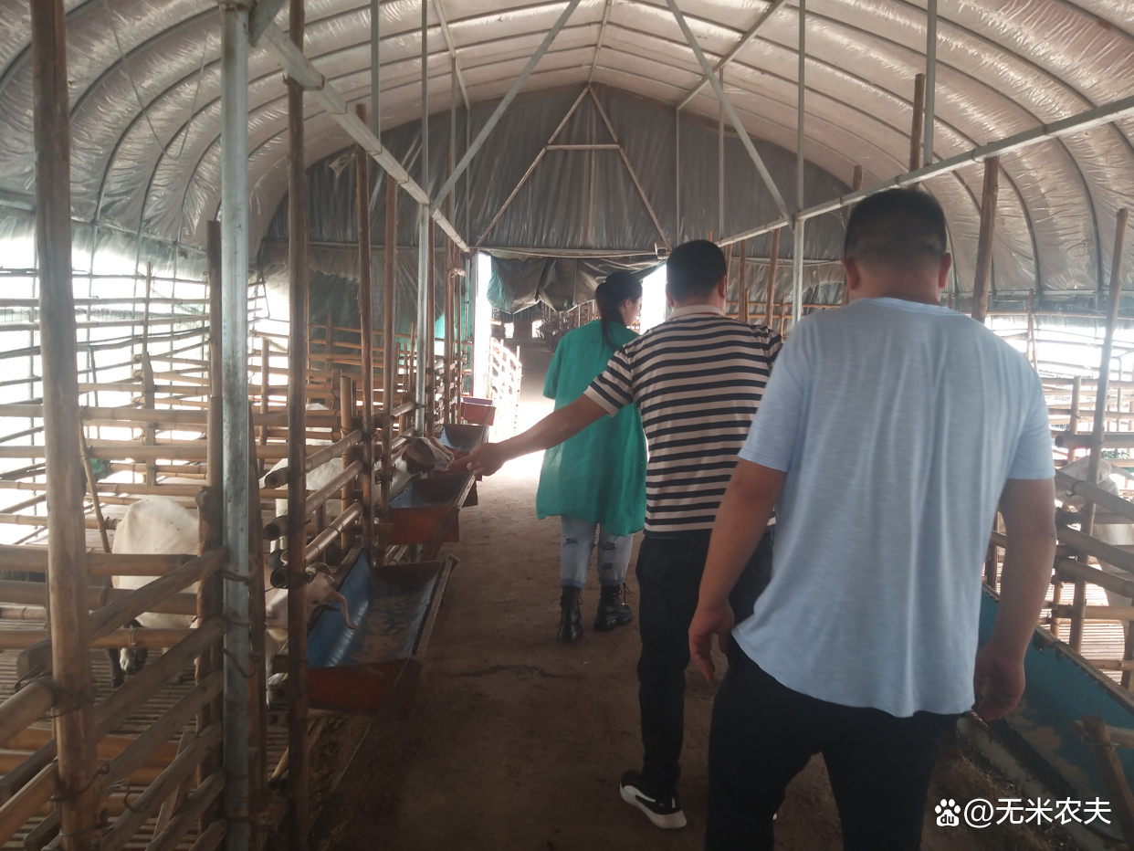 夏季中暑症状及措施,夏季羊中暑后有哪些治疗方法