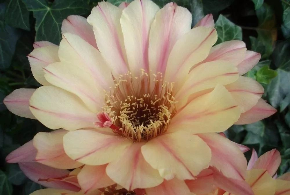 200种·仙人球开花图鉴，大开眼界，美到爆