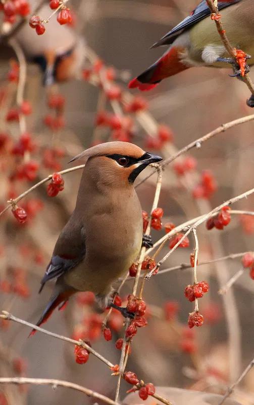 太平鸟图片素材,太平鸟图片大鸟