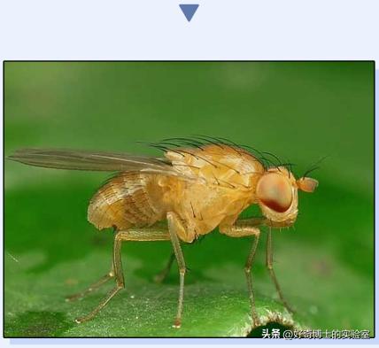 在家里发现小黑颗粒是虫卵吗,墙上有虫卵很小颗粒