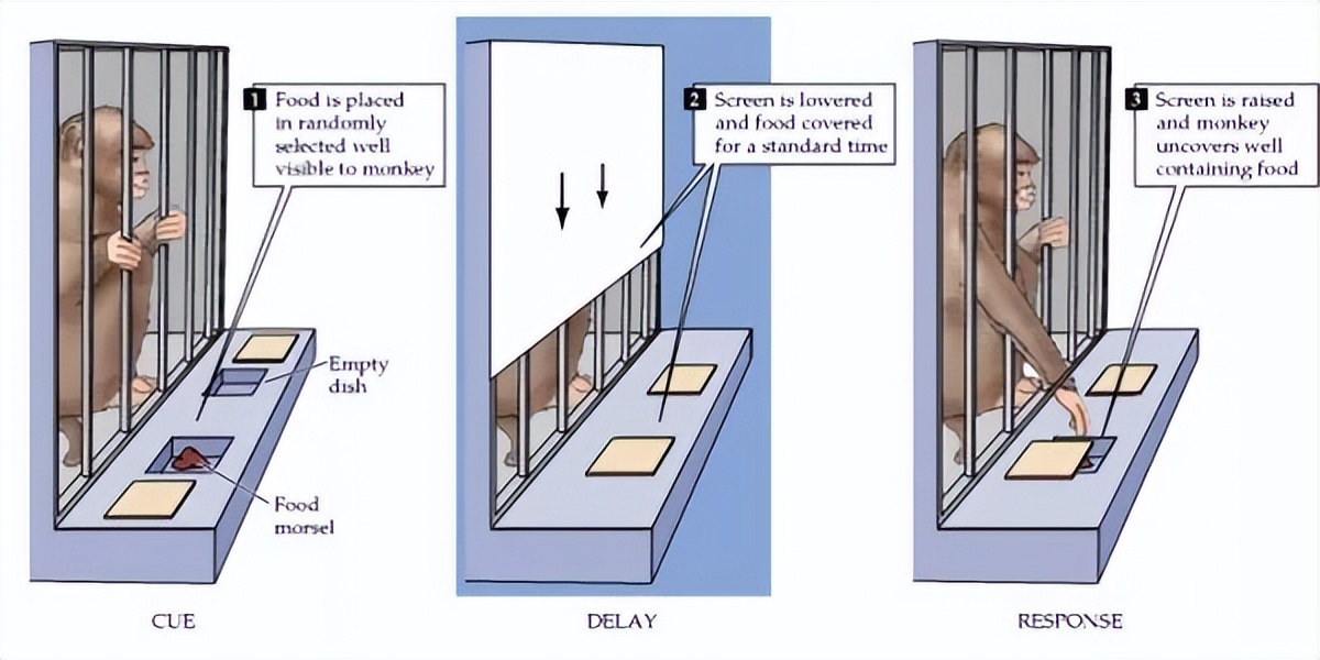 诺贝尔奖前额叶切除术,诺贝尔奖历史完整版