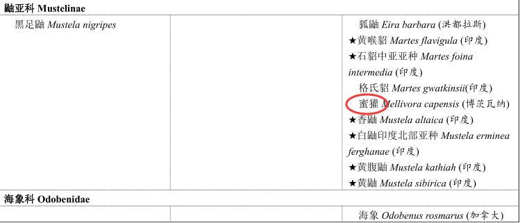 蜜獾为何如此凶猛,蜜獾那么凶猛真实的战斗力咋样