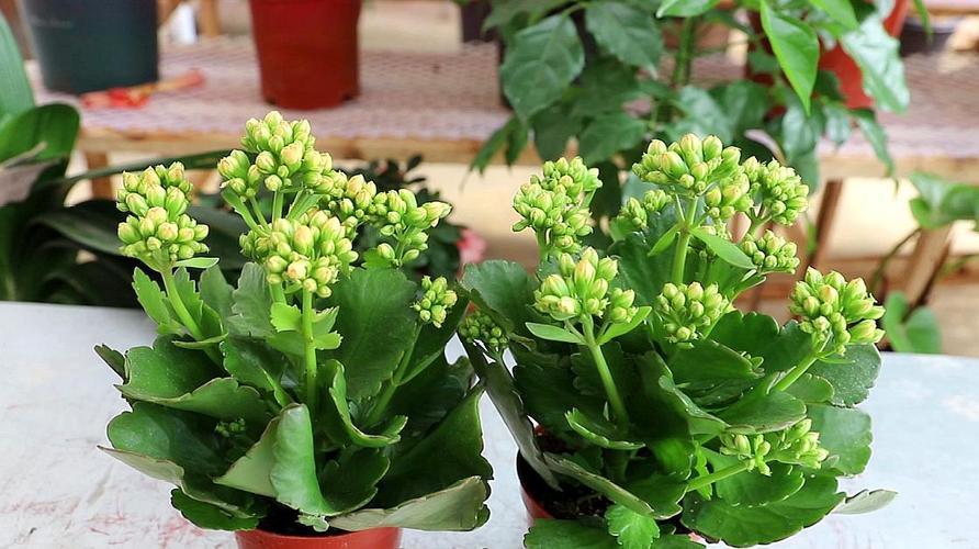 家庭15种花适合室内养的花,懒人室内种花养什么花好看