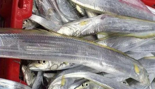 海鲜鱼类排行榜前十名,最便宜的20种海鲜是什么鱼类