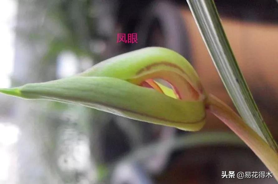 兰花上盆如何避免空根生长,兰花开始开花怎么养护好看