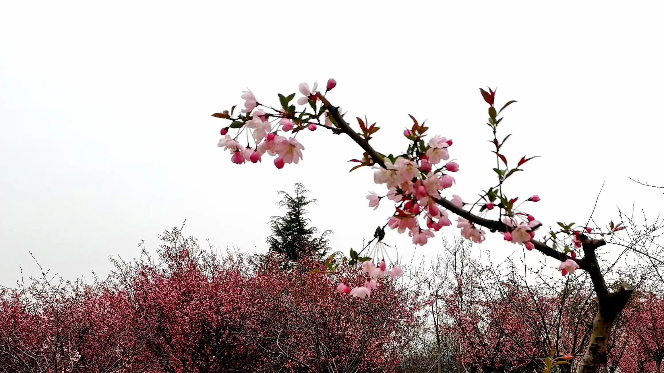 浅谈中小学生抑郁情绪的成因与对策