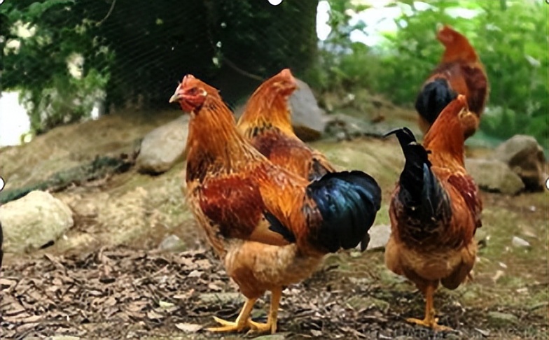 山坡养殖5000只鸡利润,自家果园散养上万只鸡