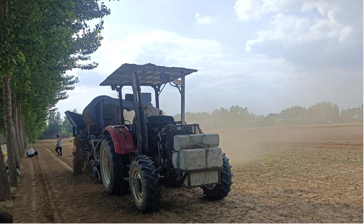 南曹乡朱坡村元胡基地,河南尉氏南曹乡最新元胡价格
