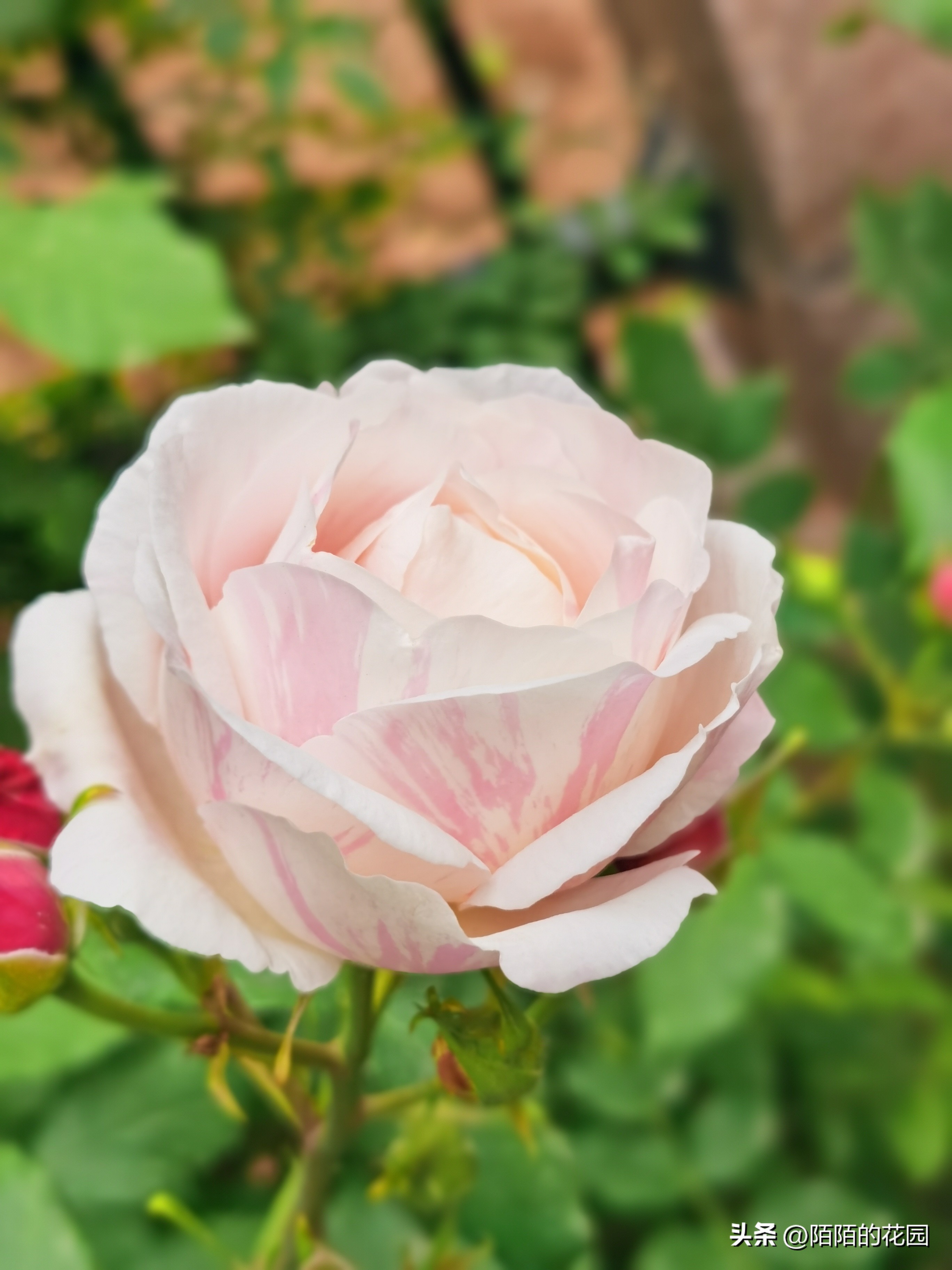 夏季浪漫月季怎么养殖,月季情书的养护