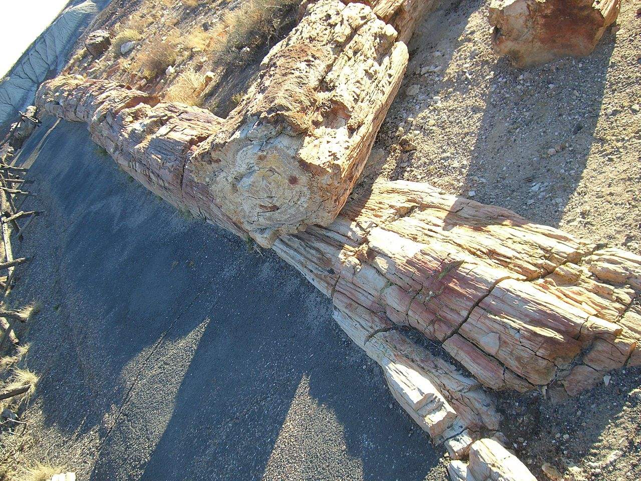 硅化木的原始树木,硅化木和树化石