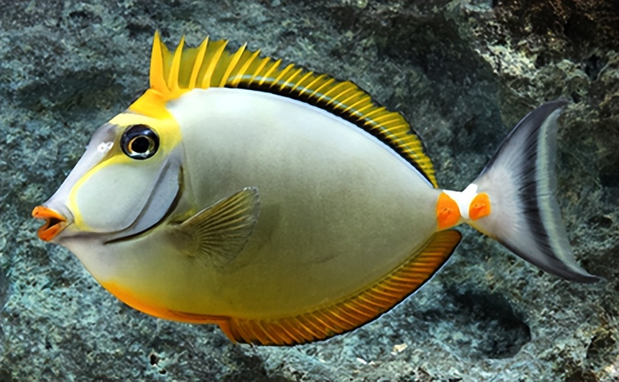 海缸入门,海缸入门背滤