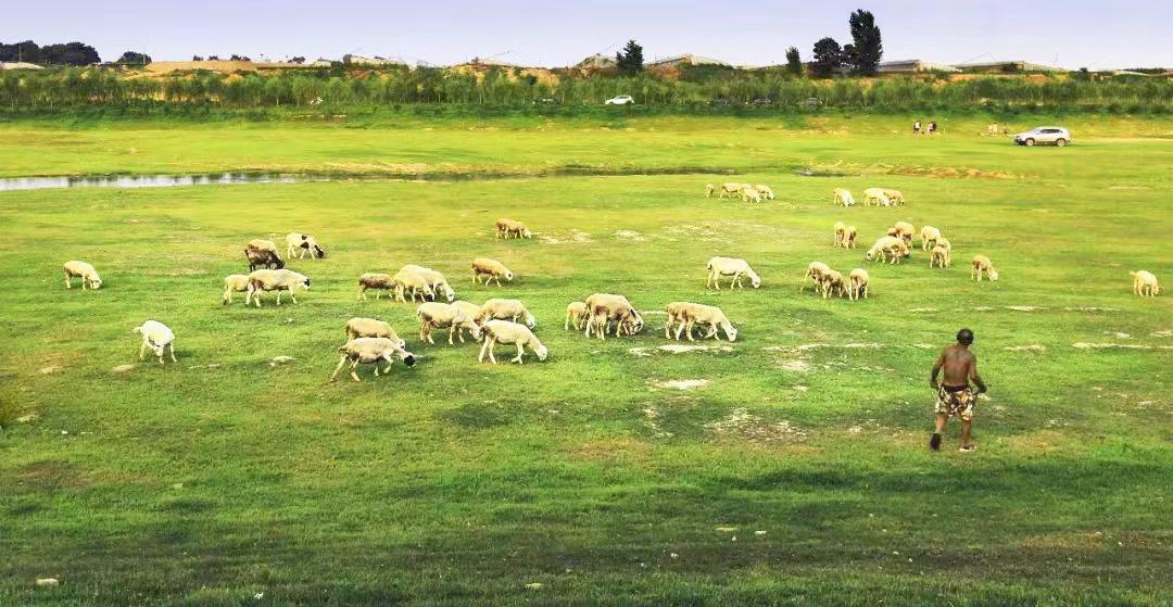 山东有海有雪有山有平原,山东有没有广阔草原