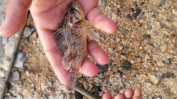 核辐射还敢吃韩国海苔吗,福岛民众监测海鱼核辐射