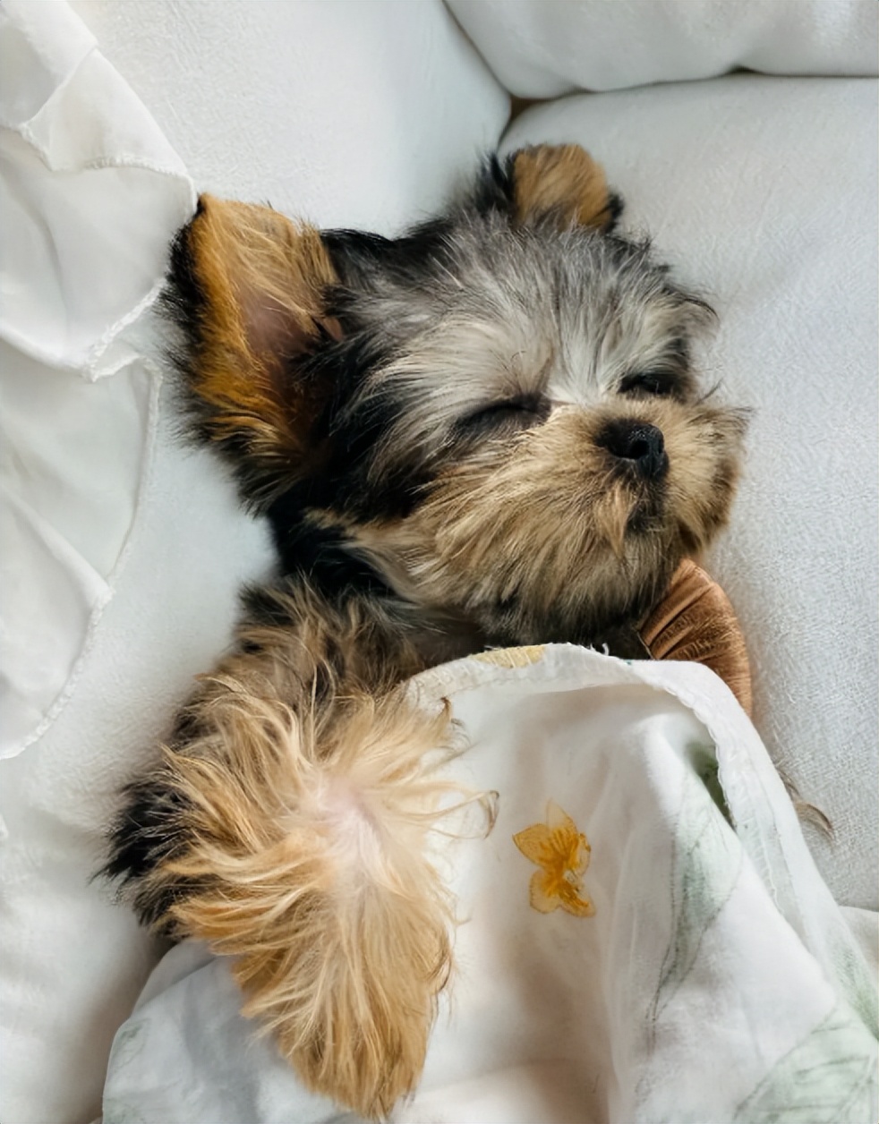 幼犬第一次驱虫的时间,幼犬生下来第一次驱虫什么时候做