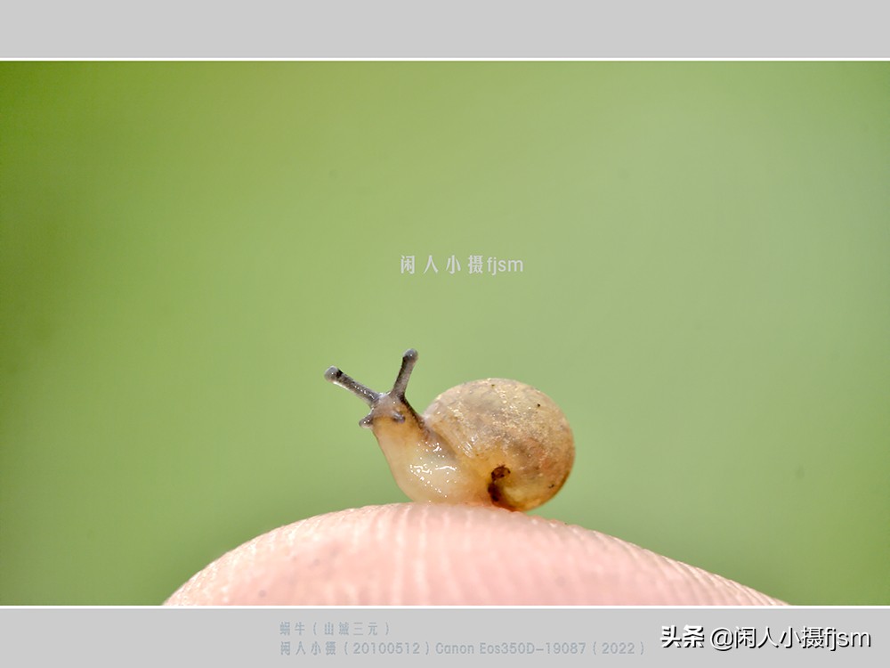 近距离拍摄昆虫小动物,常见昆虫微距摄影活动