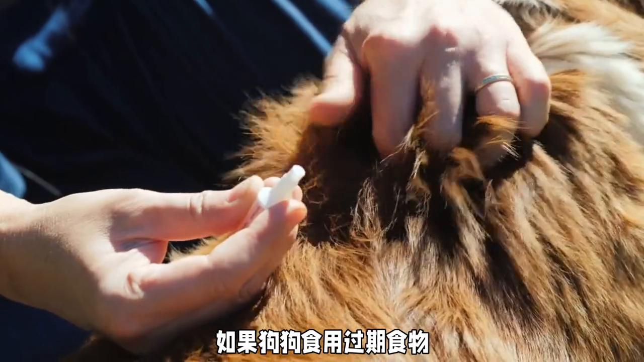 狗狗常见疾病和治疗,狗狗常见的病和治疗方法