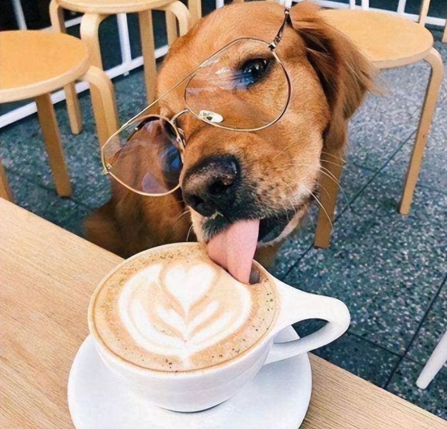 狗狗能不能吃夏威夷果,狗狗吃了夏威夷果能自愈吗