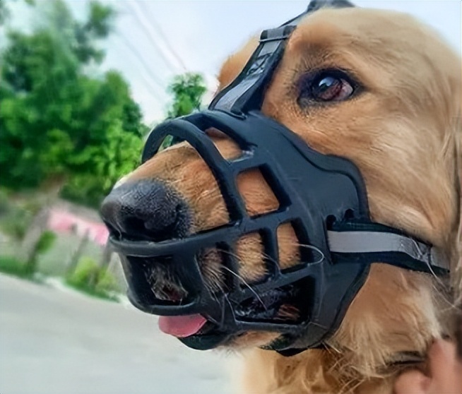 狗狗戴了嘴套对别的狗友好吗,狗狗嘴套可以防止它乱叫吗