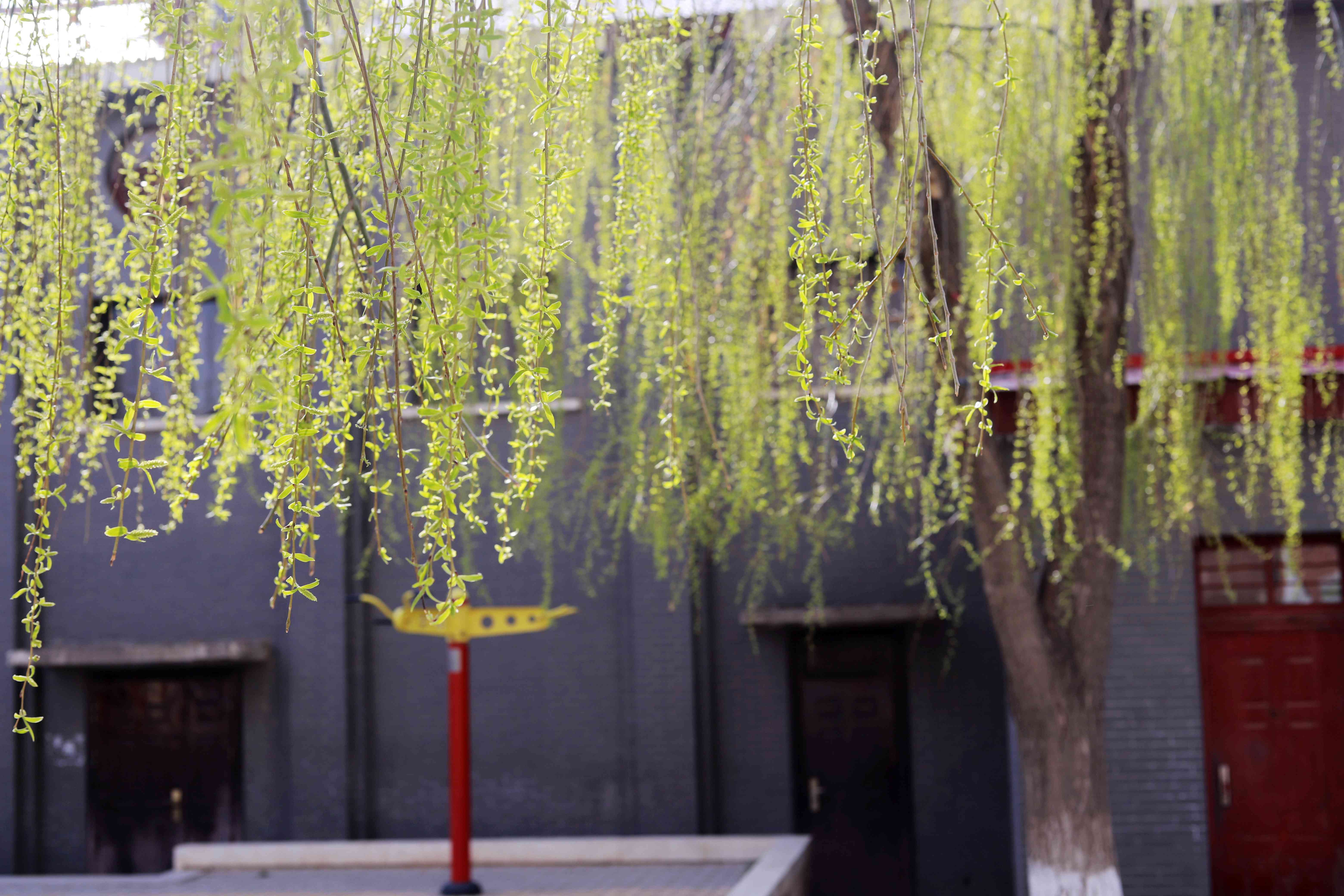 春风梳杨柳，条条碧玉妆