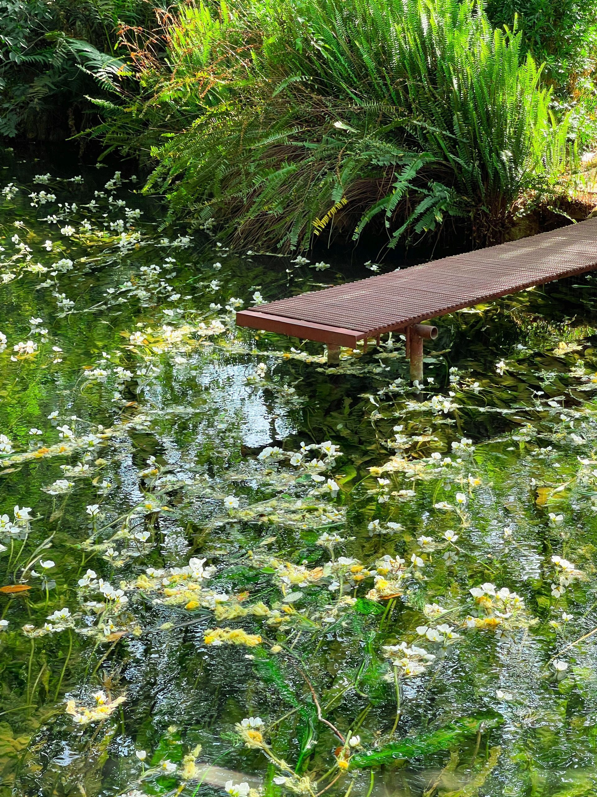 水上莫奈花园,昆明莫奈的花园美爆了