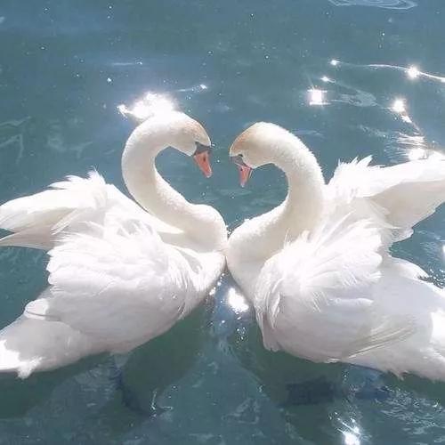 动物千姿百态,动物园的动物千姿百态