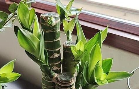 观音竹叶片发黄怎么治,观音竹水培叶尖发黄补救小妙招