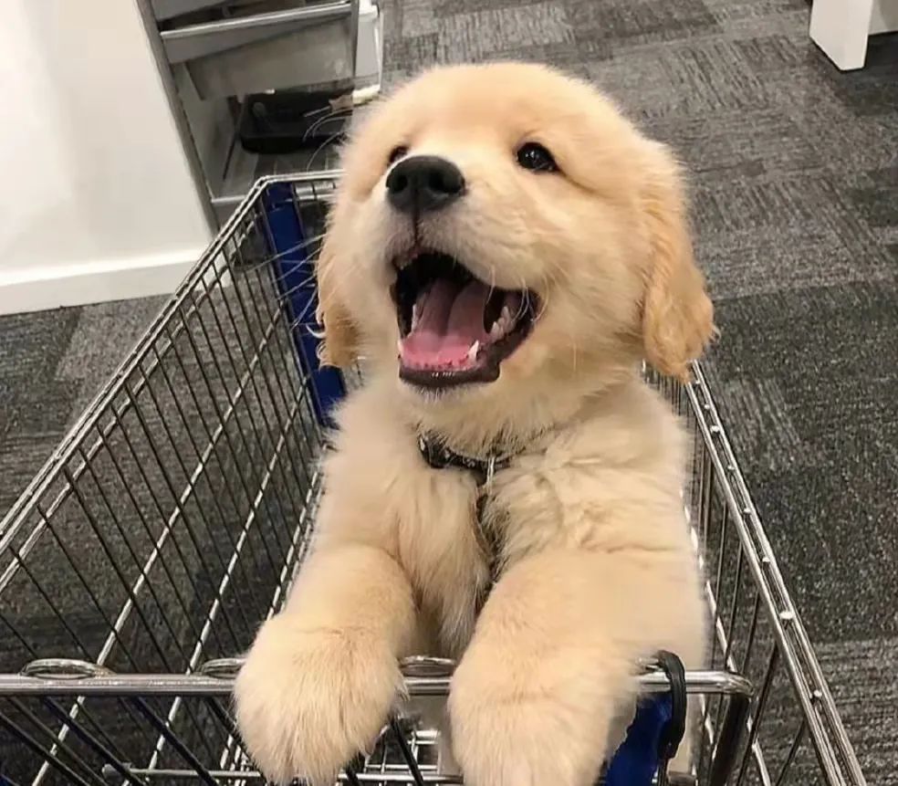 狗狗的常见病和处理方法,狗狗常见病用药配方