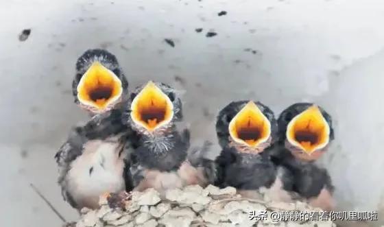 房地产商转型之路,房地产破局思维