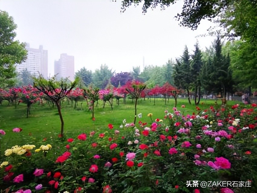 石家庄早新闻,早新闻完整内容