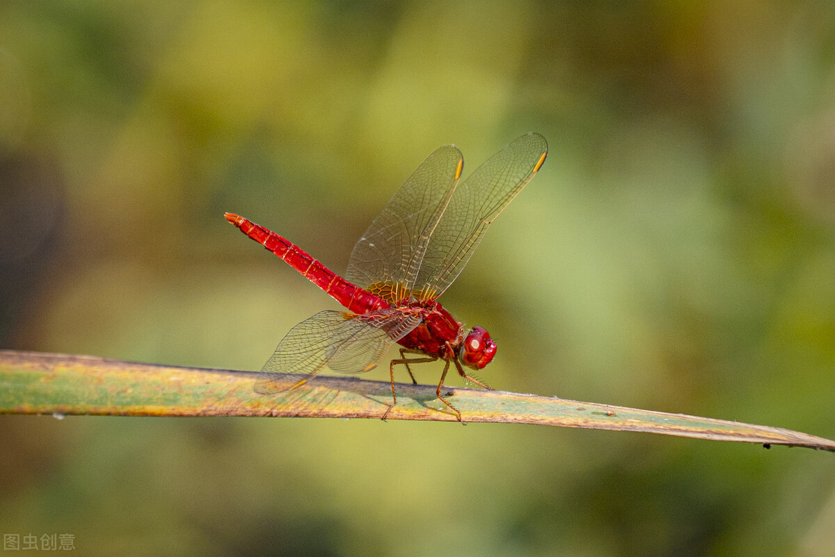 我的花花正开时--一提到绿蜻蜓，我就会想起梦中的家园