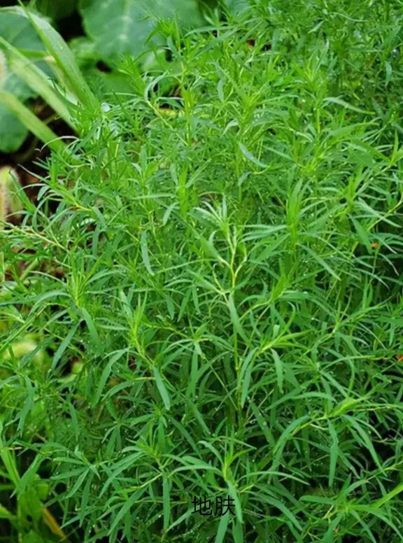 这些野菜你们都认识哪几种,看看这些野菜你真的认识吗