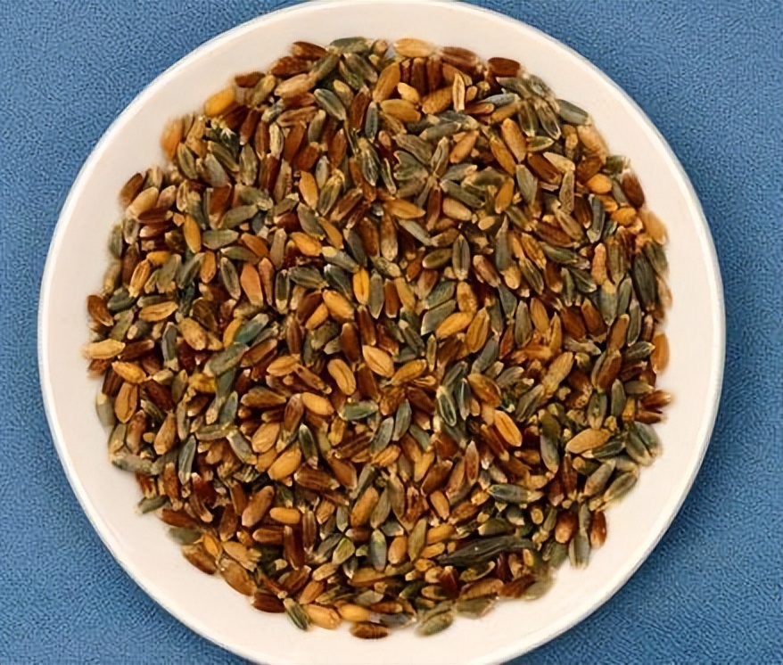 原来小麦也有高颜值！河北南皮3000亩彩麦丰收，彩色麦粒钙质高