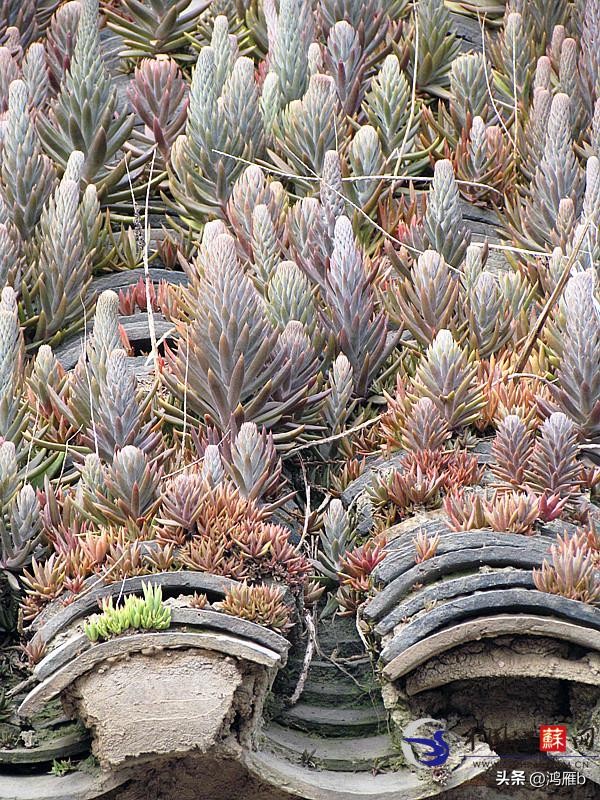 十大耐阴多肉植物,狼爪瓦松是多肉吗