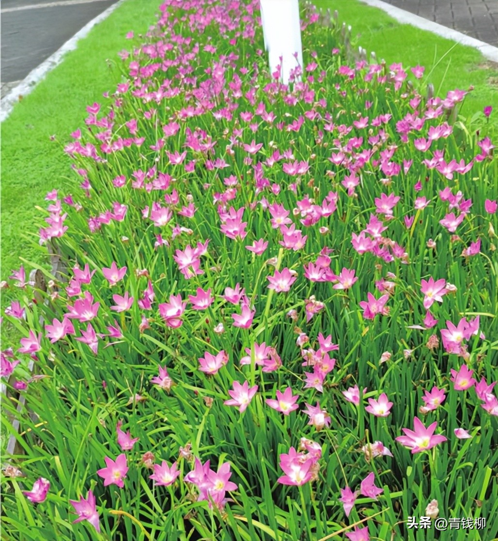 独家揭秘南国花城夏季四季惊艳