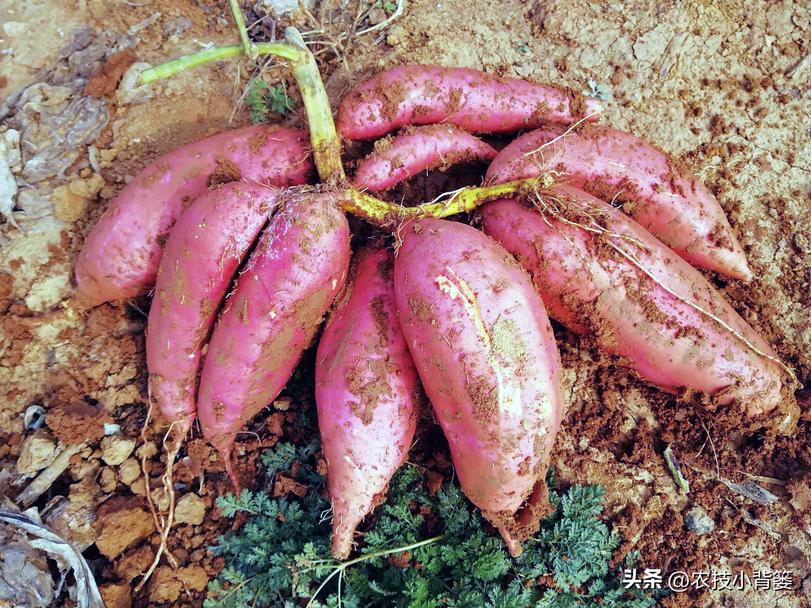 种地瓜如何日常管理高产,怎么种瓜种才高产呢