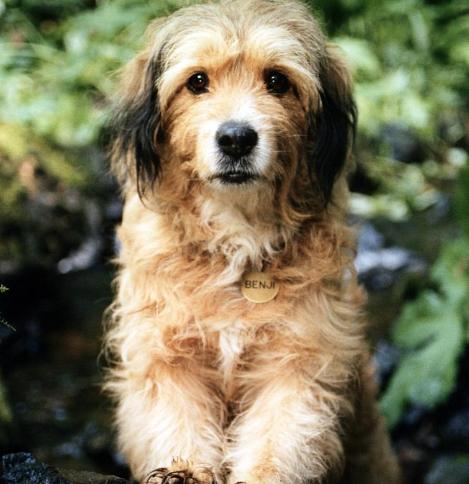 电影丛林赤子心影评,电影中的丛林赤子心