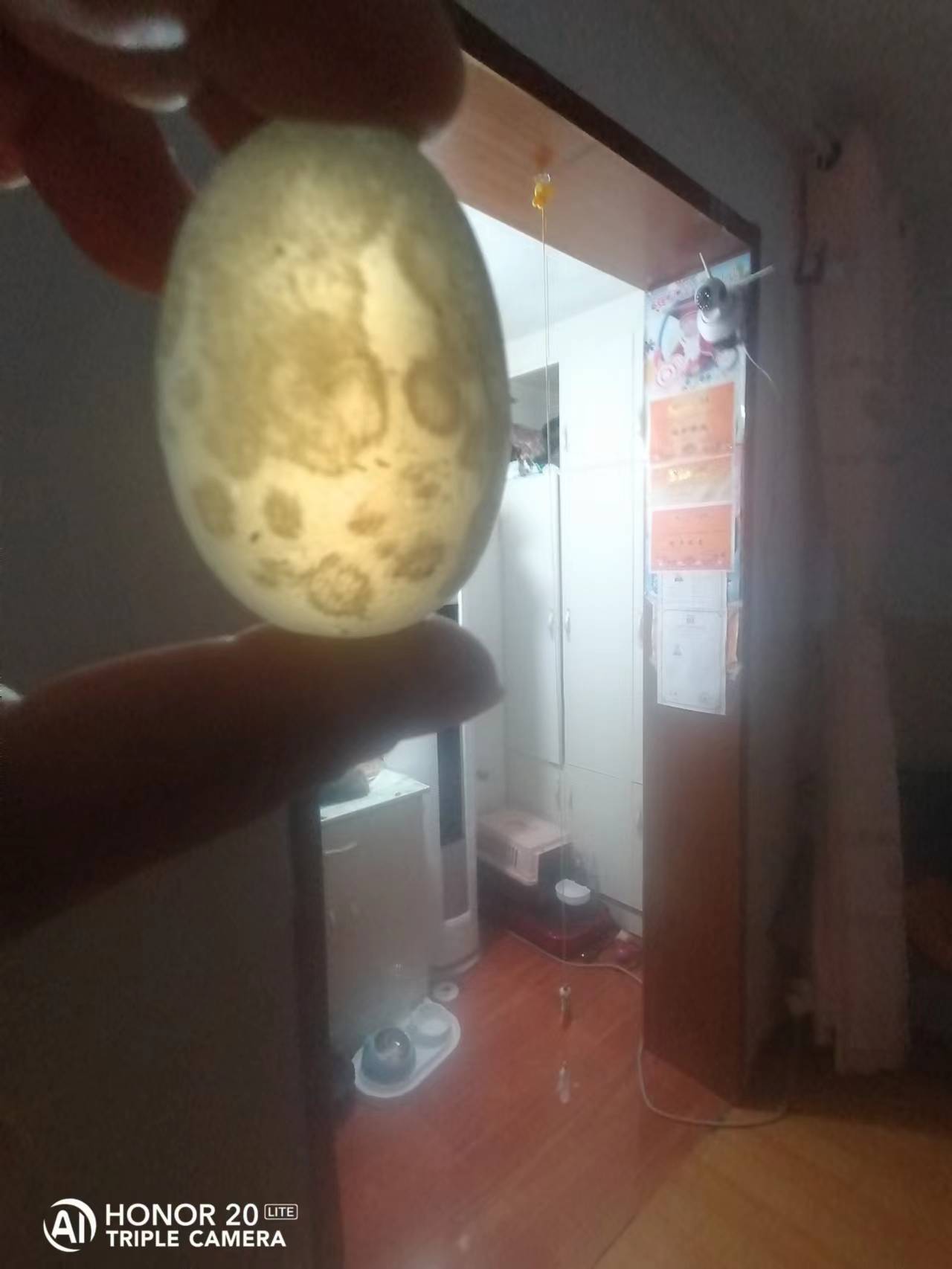 宝石欧泊石,变色龙宝石