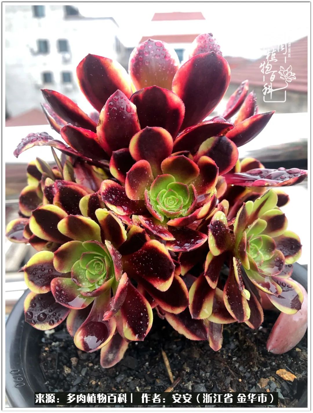 多肉法师花卉品种大全,多肉法师为什么叫法师