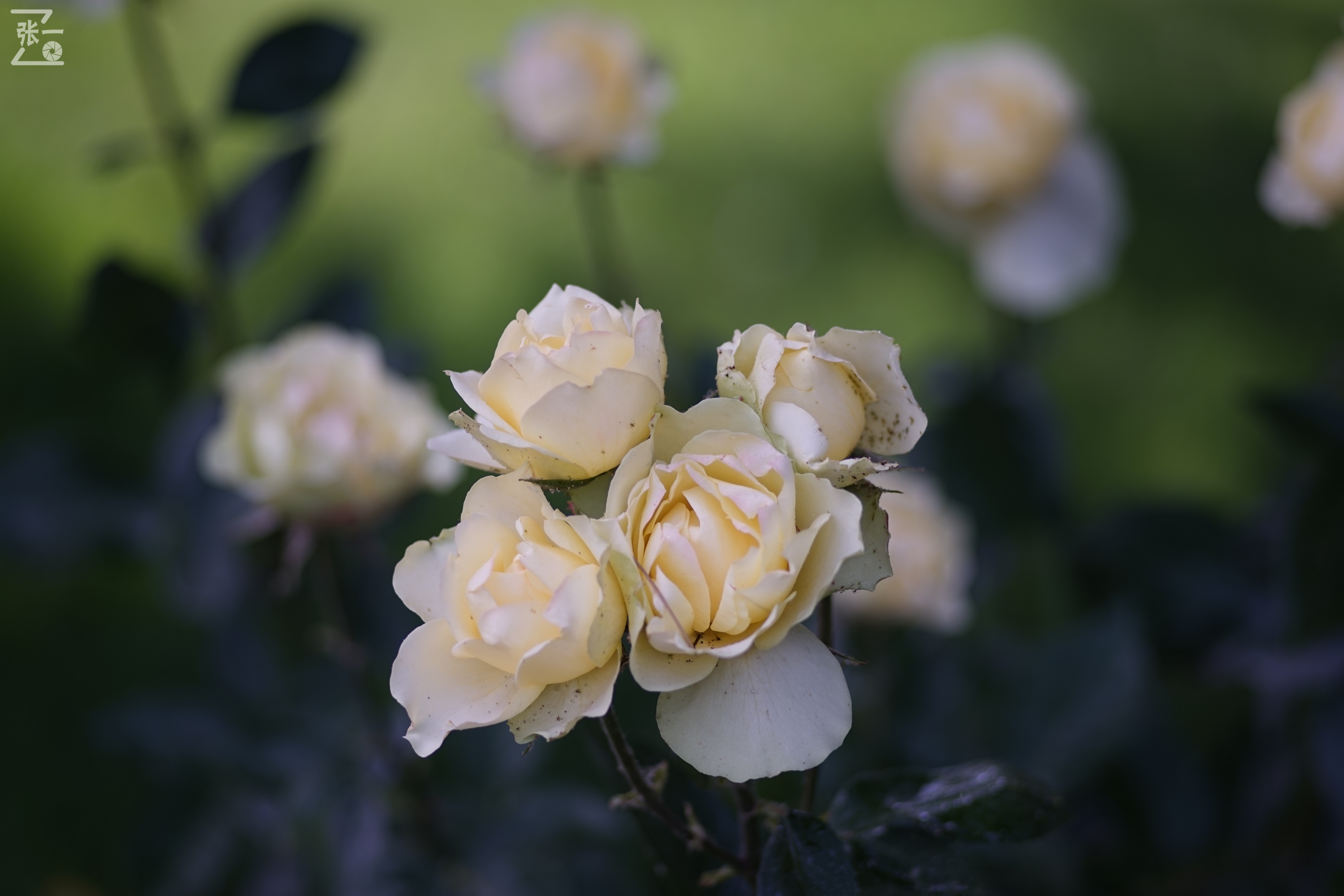 蔡司sonnar50毫米,蔡司sonnar镜头生产年份