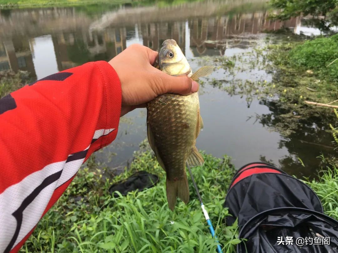 野钓怎么避过小白条,野钓怎么避开水面调漂
