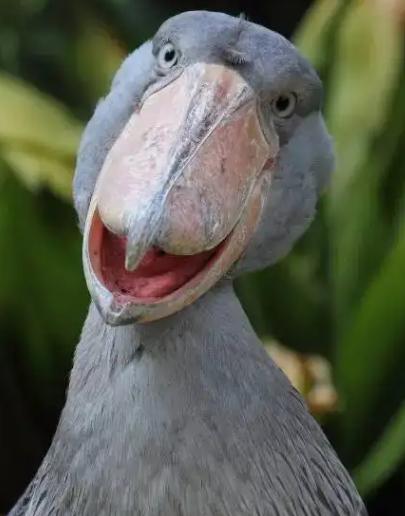 那些稀奇古怪的动物视频,那些稀奇古怪的动物的照片