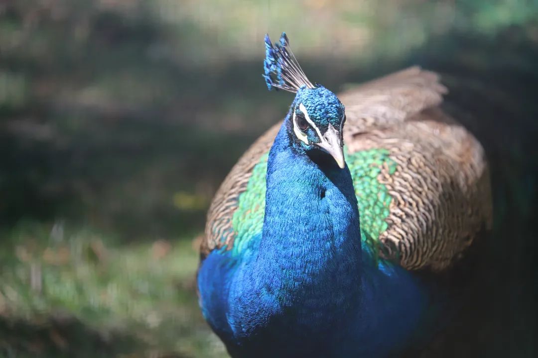 云南六一儿童节旅游攻略,云南适合小朋友旅游的地方