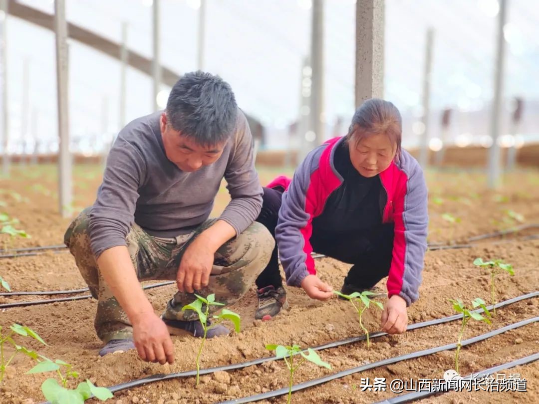 在希望的田野上稻花香,屯留区特色农业产业基地